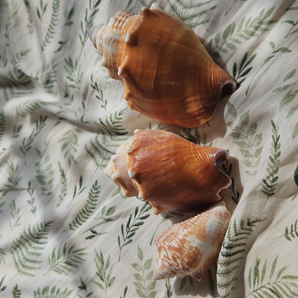 Set of Three Seashells (Florida Fighting Conch)